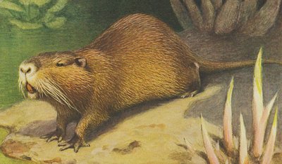 Coypu ج 1900 بواسطة الفريد بريهم